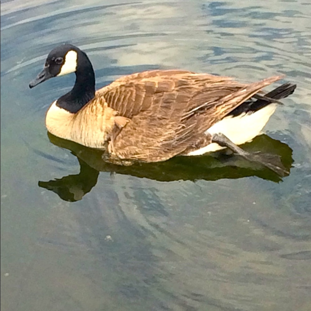 Meet your Posher, Gerri